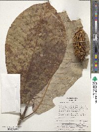 Magnolia obovata image