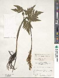 Sceptridium japonicum image