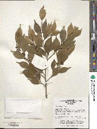 Ilex wilsonii image