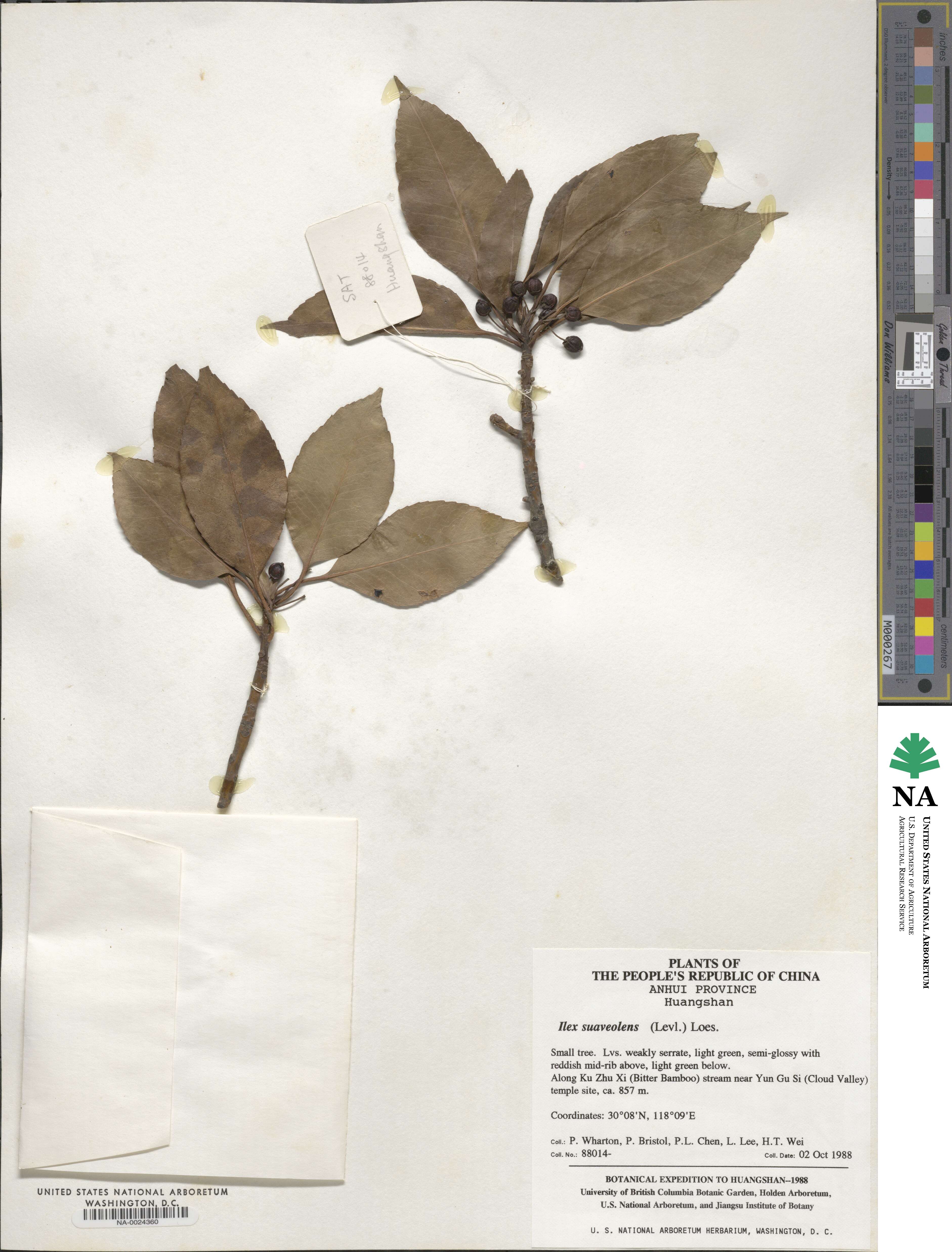 Ilex suaveolens image