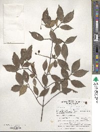 Viburnum erosum image