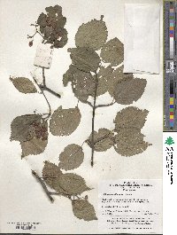 Viburnum dilatatum image