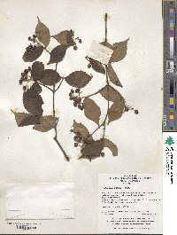 Viburnum erosum image