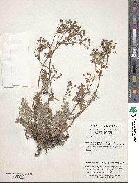 Potentilla leuconota image