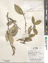 Elaeagnus pungens image