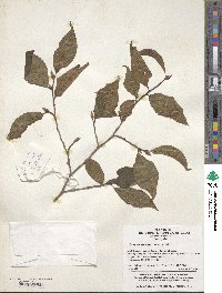 Stewartia sinensis image