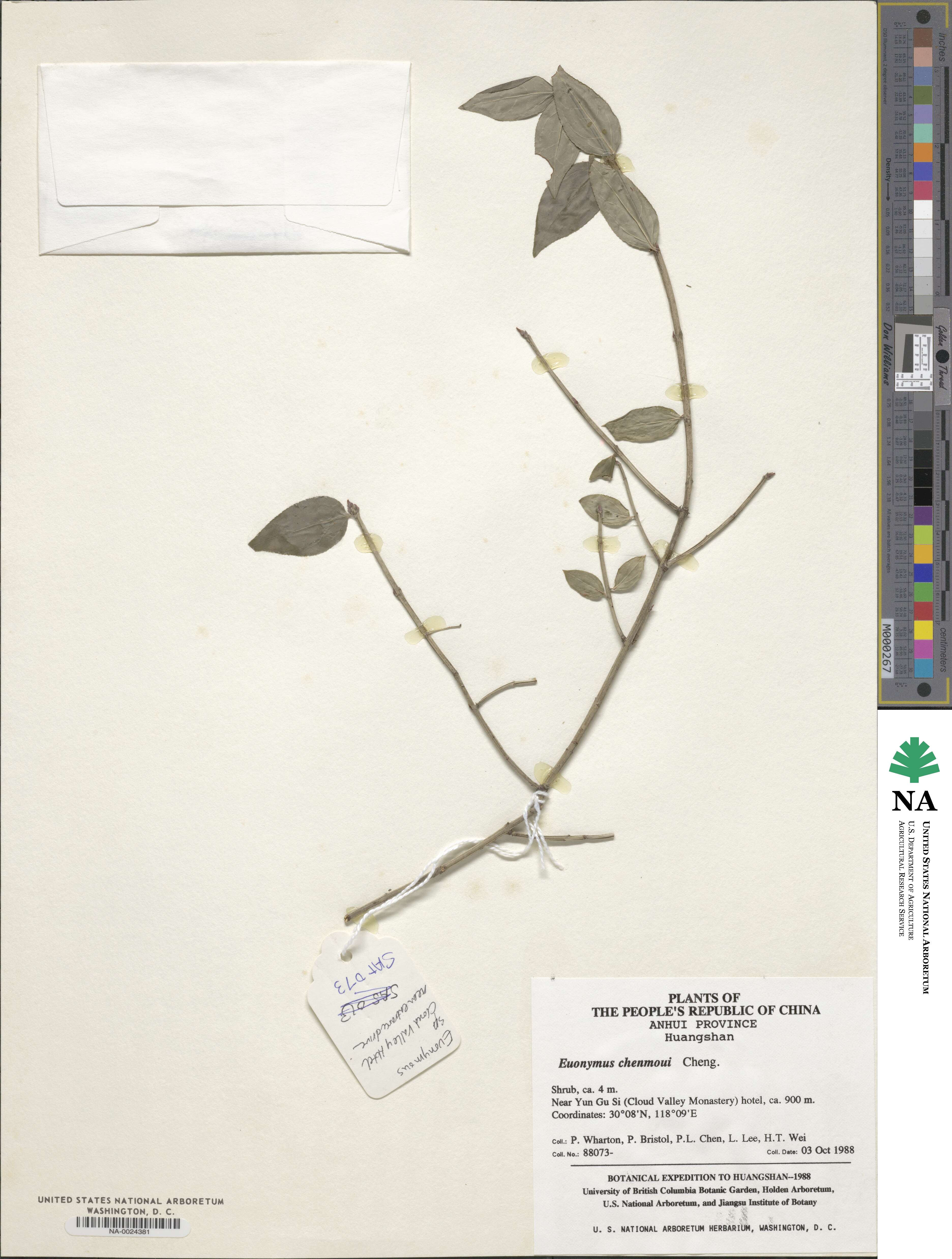 Euonymus chenmoui image