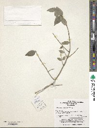 Image of Euonymus chenmoui