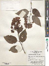 Tripterygium wilfordii image