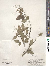 Lespedeza buergeri image