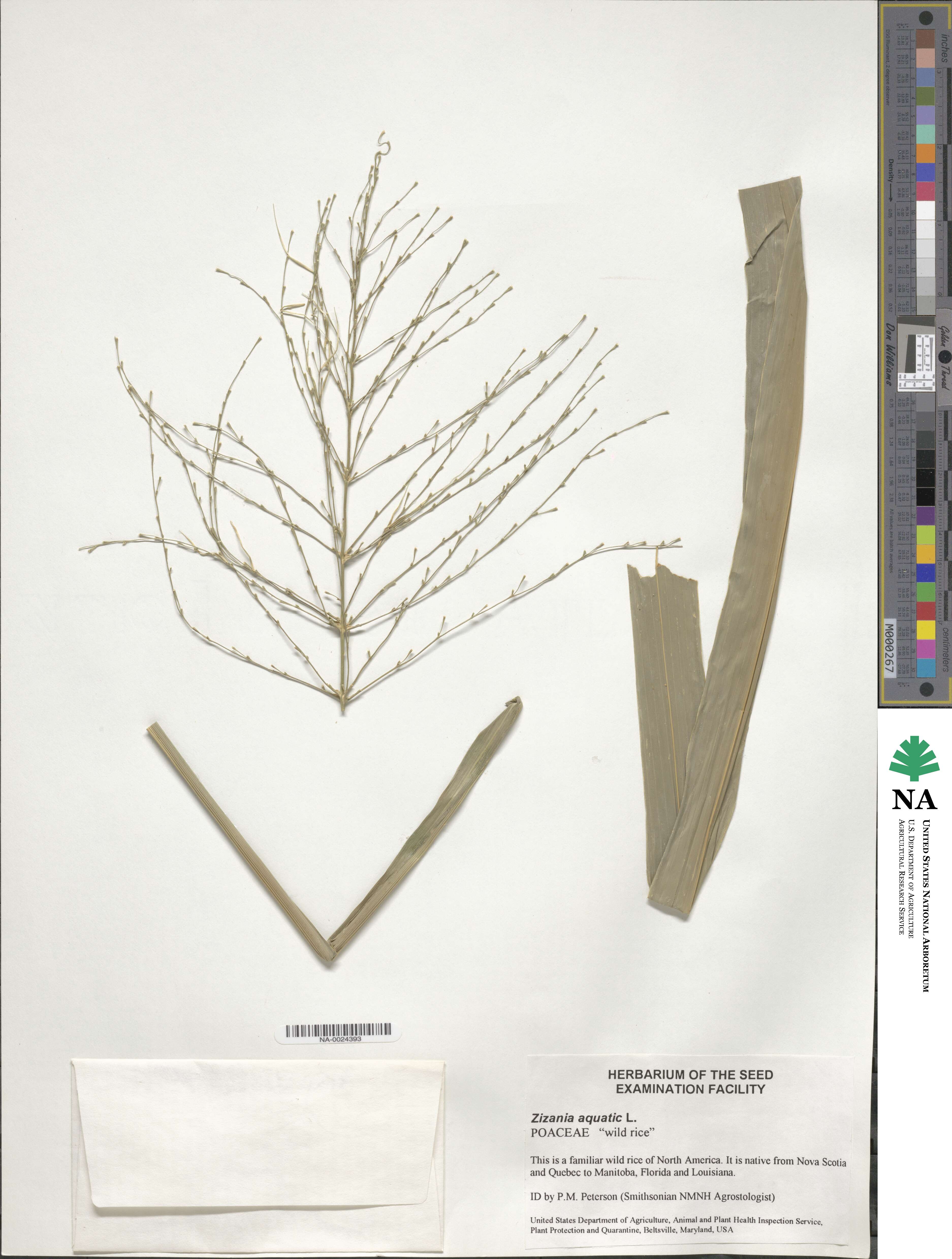 Zizania aquatica image