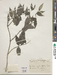 Image of Gardneria angustifolia