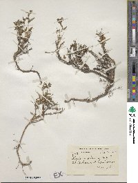 Lonicera glauca image