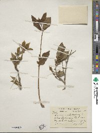 Lonicera alpigena image