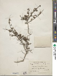 Lonicera parvifolia image