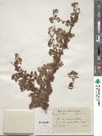 Spiraea canescens image