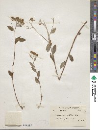 Image of Spiraea gracilis