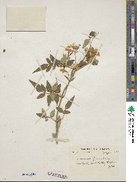 Jasminum officinale image