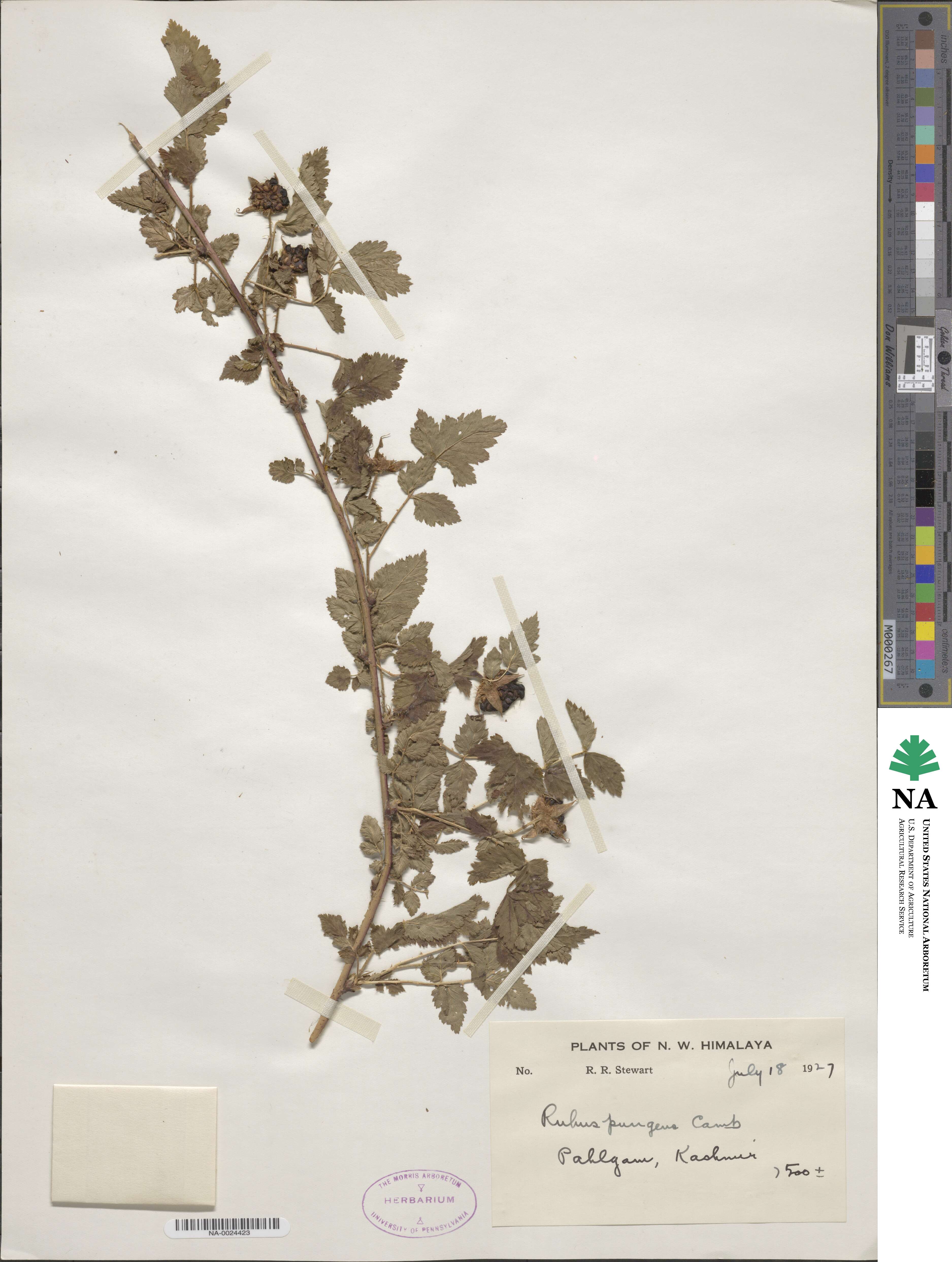 Rubus pungens image