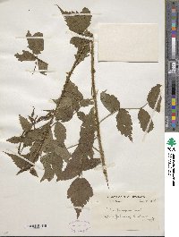 Rubus pungens image