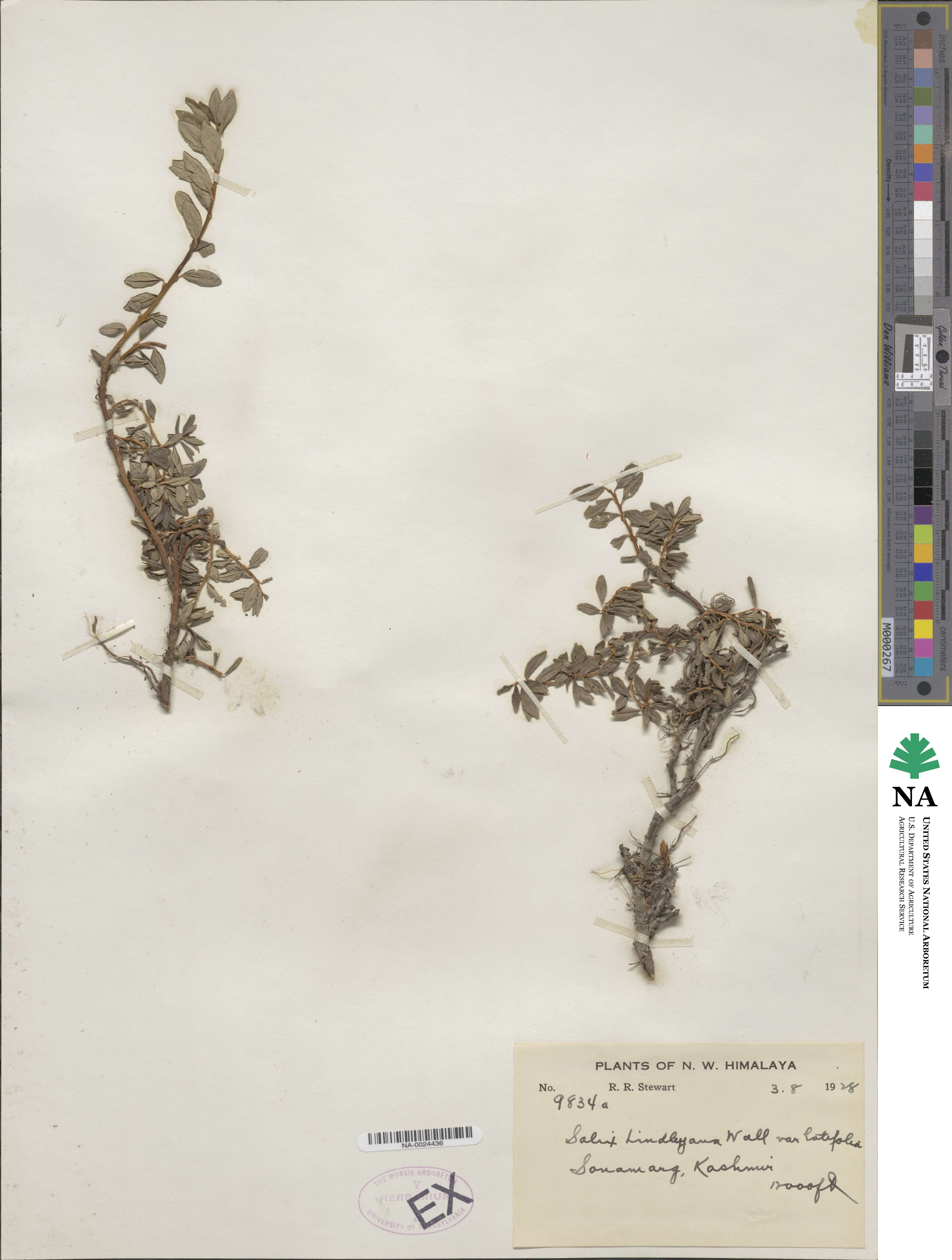 Salix lindleyana image