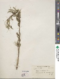 Salix acmophylla image