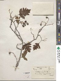 Crataegus monogyna image