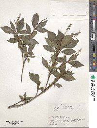 Elliottia paniculata image