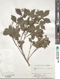 Elliottia paniculata image