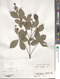 Elliottia paniculata image