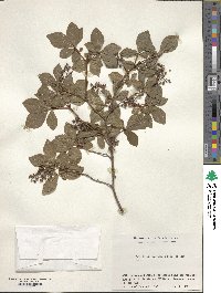 Elliottia paniculata image