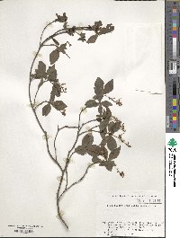 Elliottia paniculata image