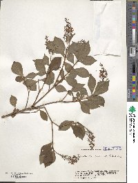 Elliottia paniculata image