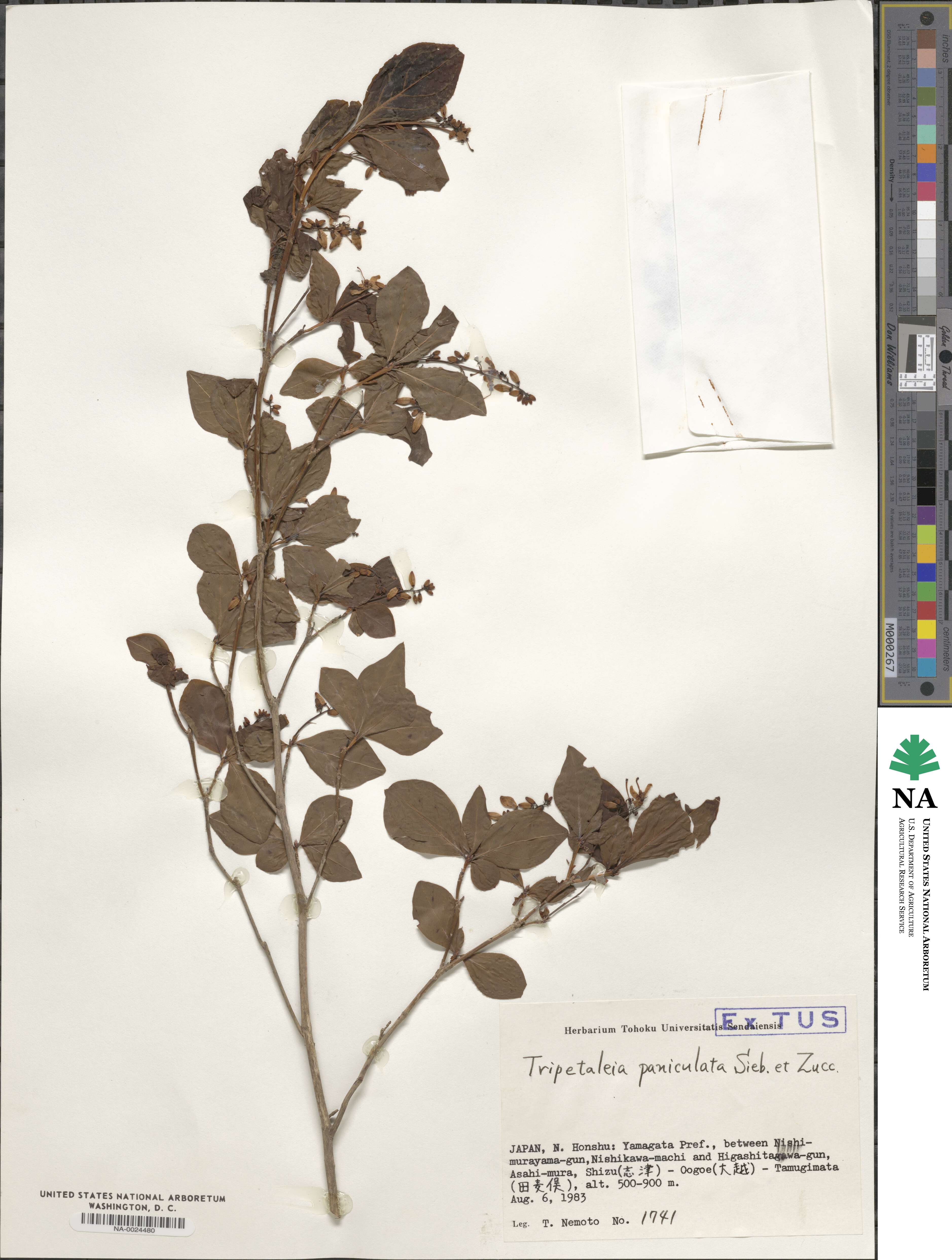Elliottia paniculata image