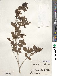 Elliottia paniculata image