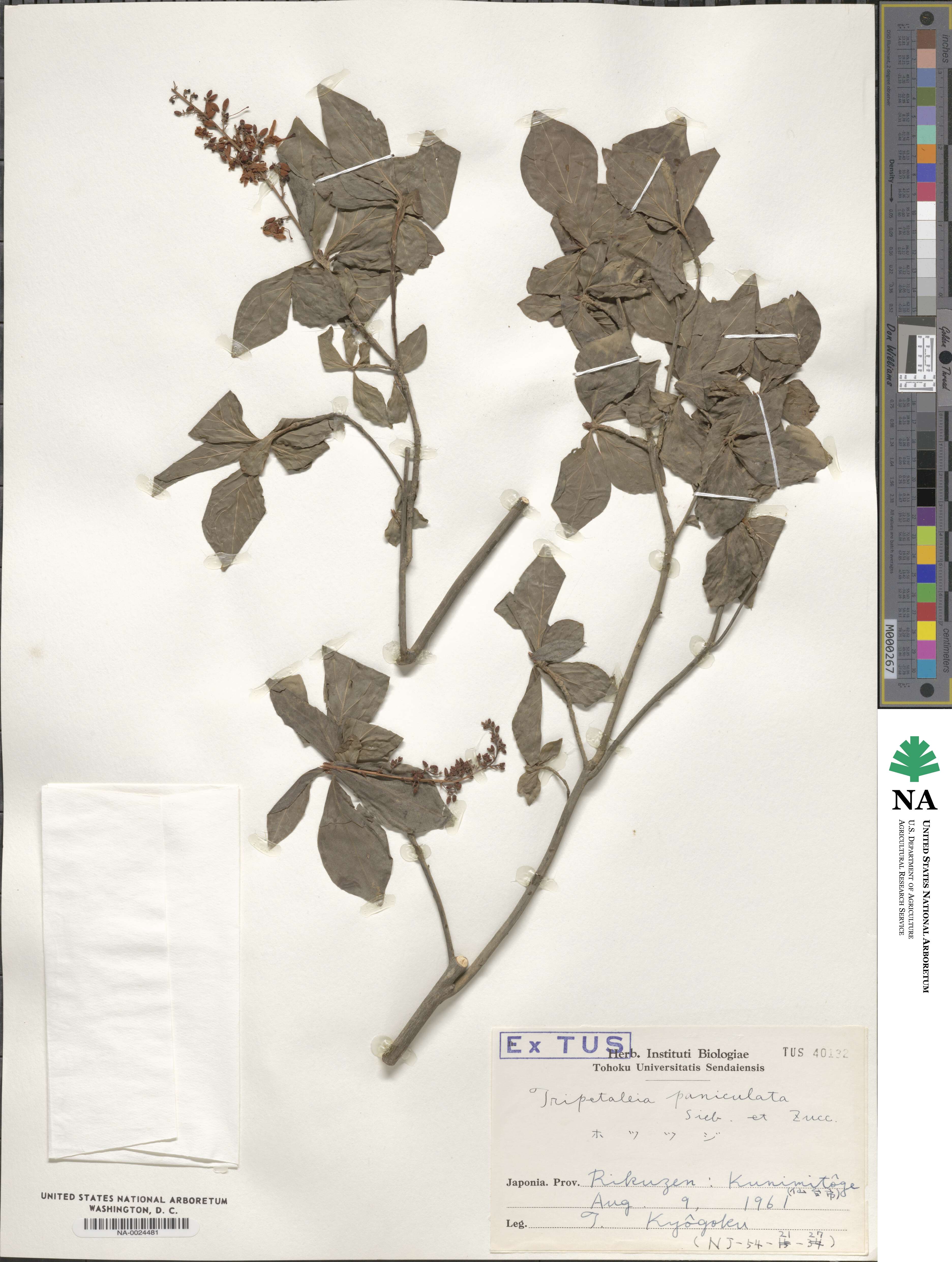 Elliottia paniculata image