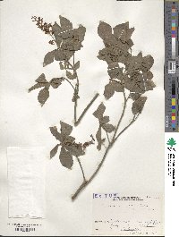 Elliottia paniculata image