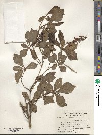 Elliottia paniculata image