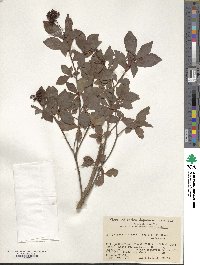 Elliottia paniculata image