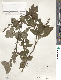 Elliottia paniculata image