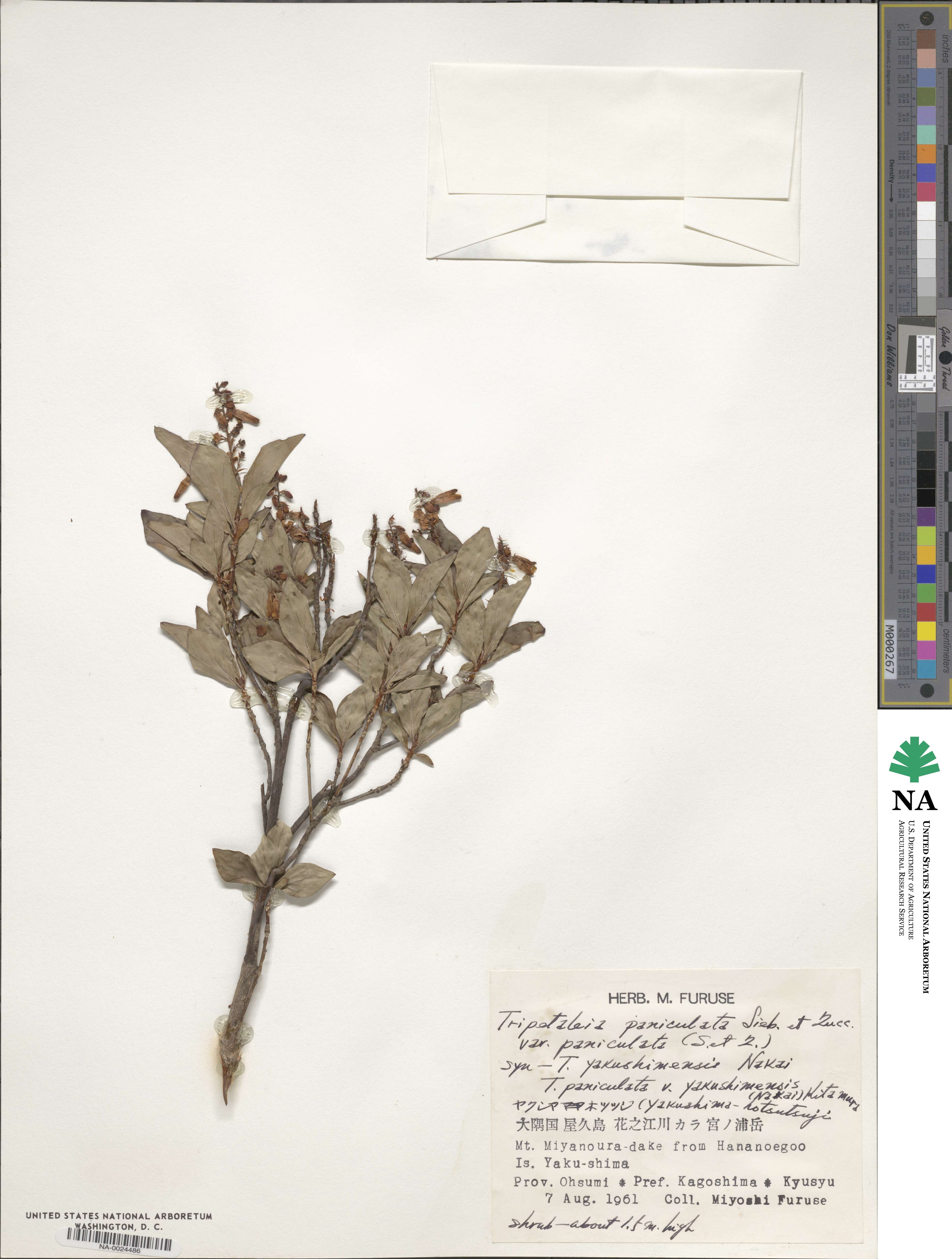 Elliottia paniculata image