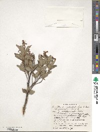 Elliottia paniculata image