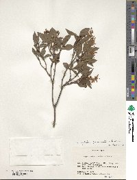 Elliottia paniculata image