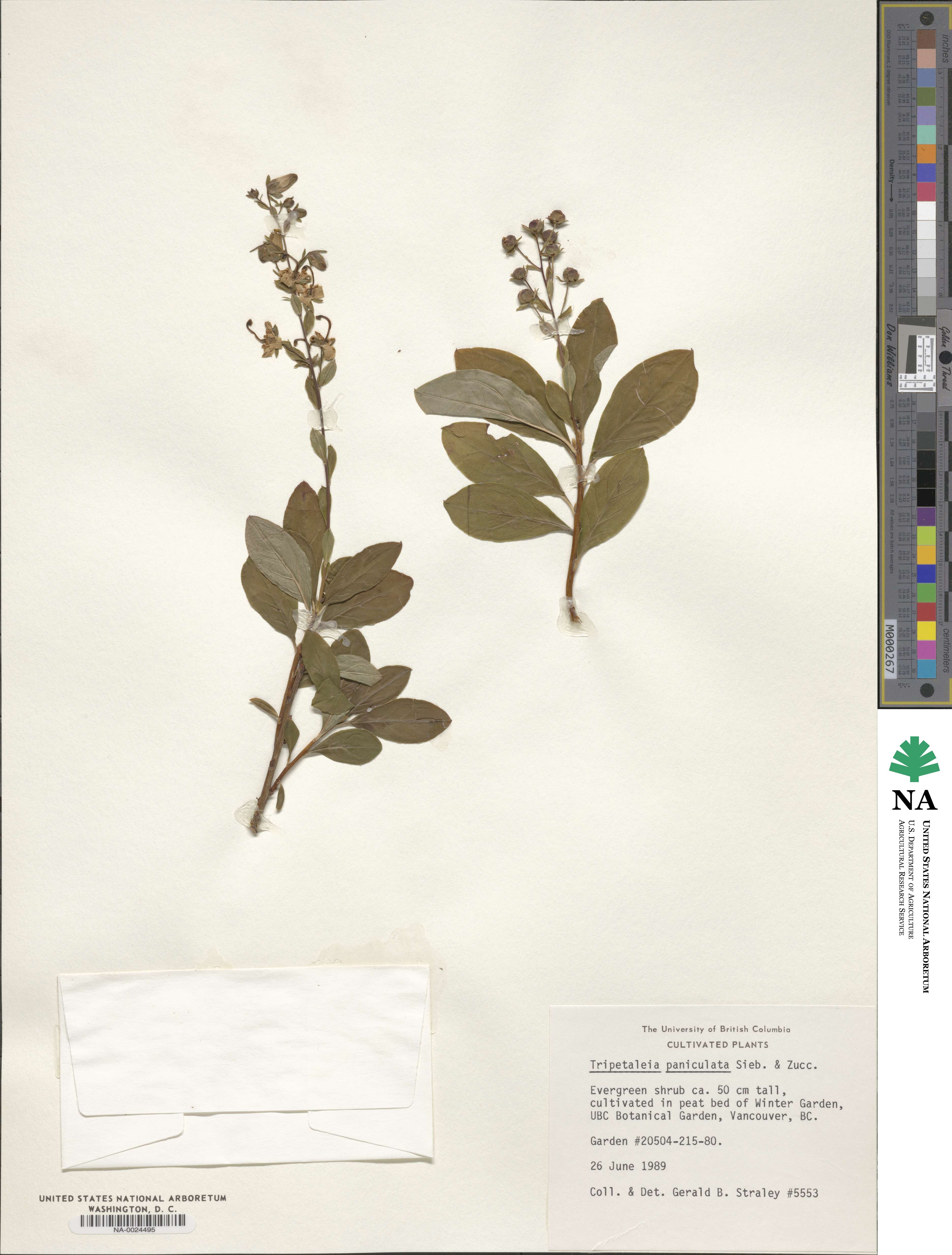 Elliottia paniculata image