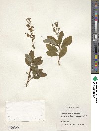 Elliottia paniculata image