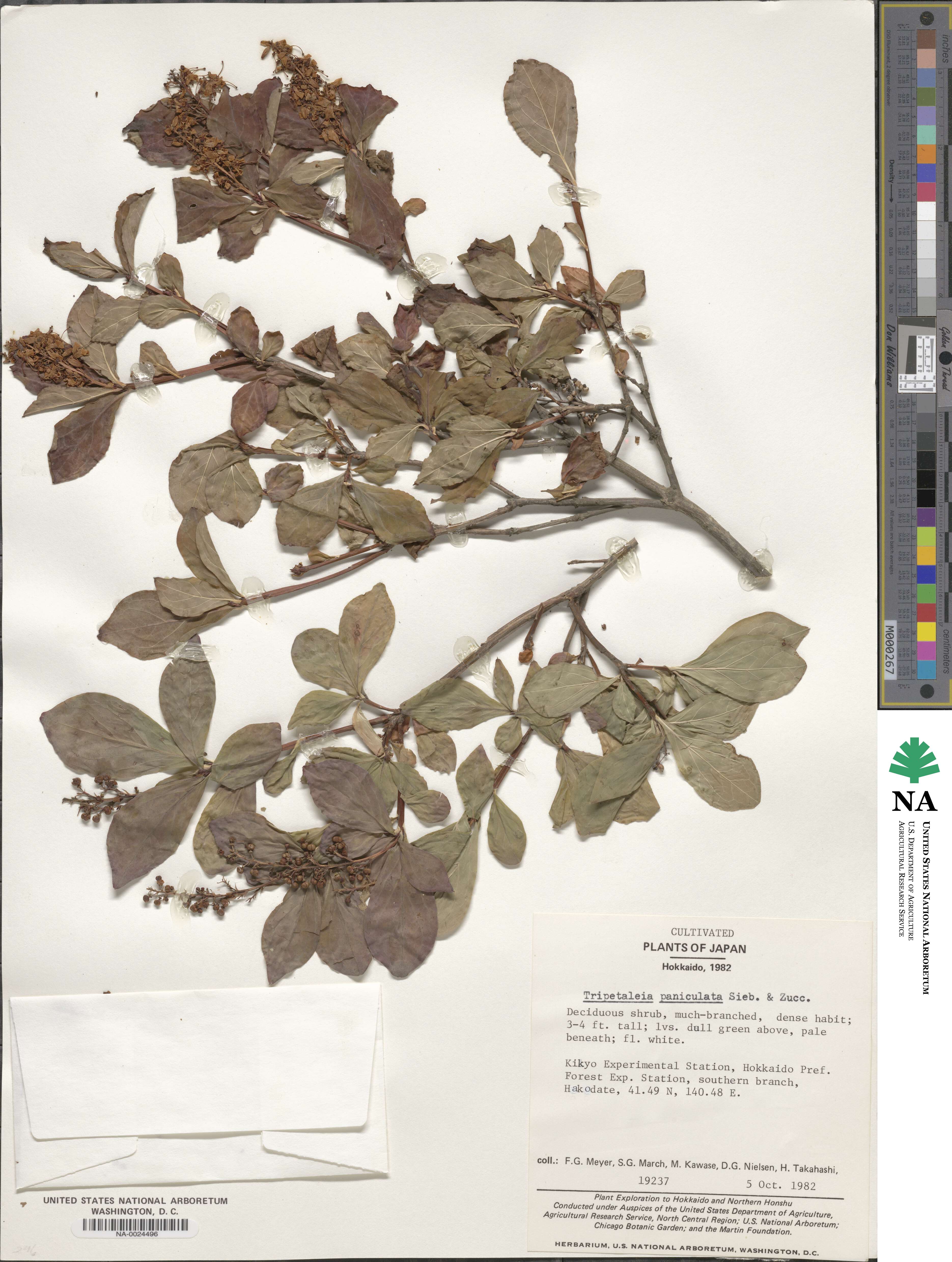 Elliottia paniculata image