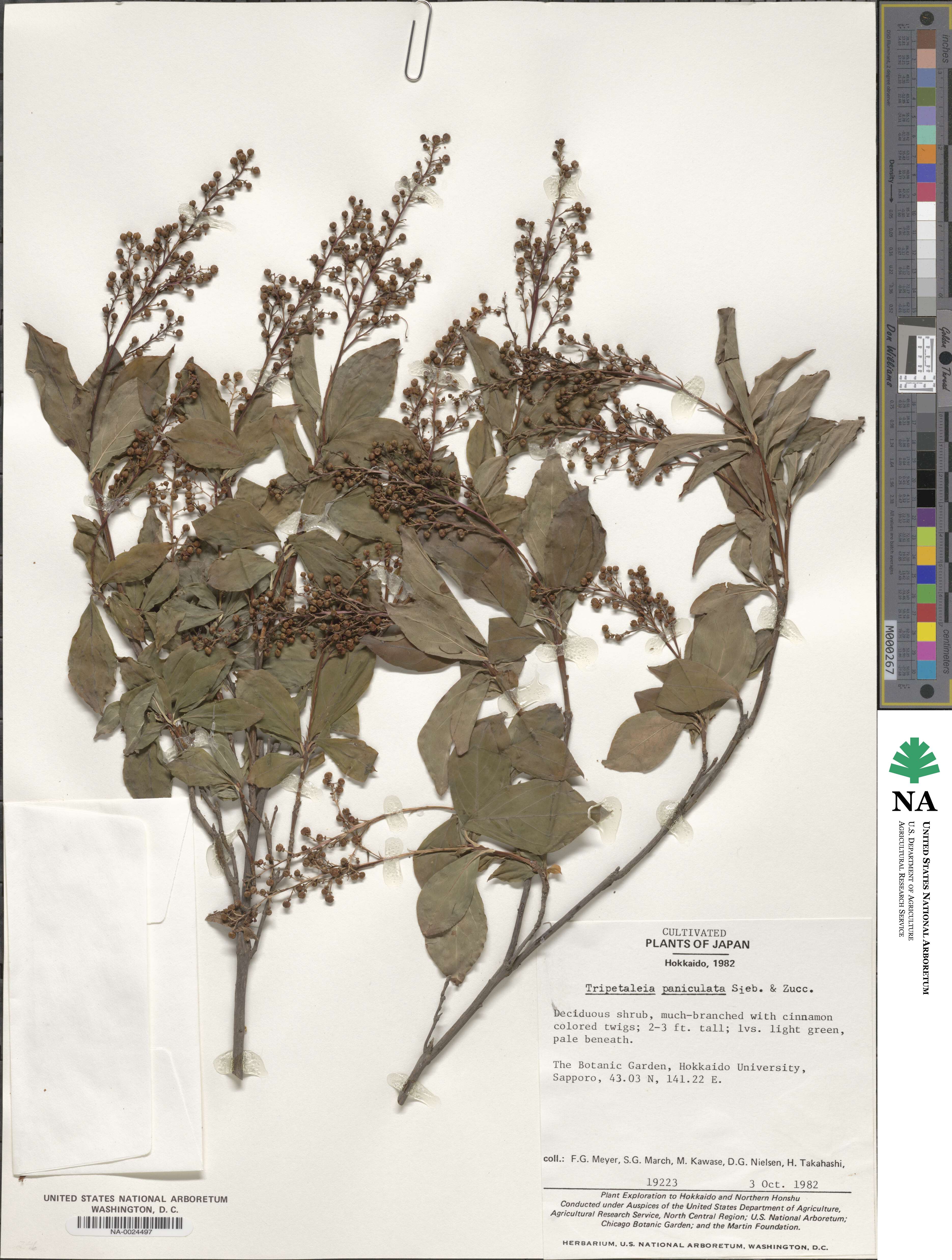Elliottia paniculata image