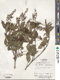 Elliottia paniculata image