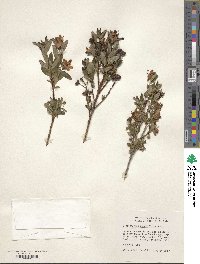 Elliottia pyroliflora image