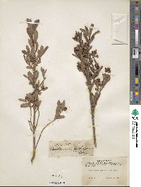 Elliottia pyroliflora image